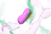 lbr
