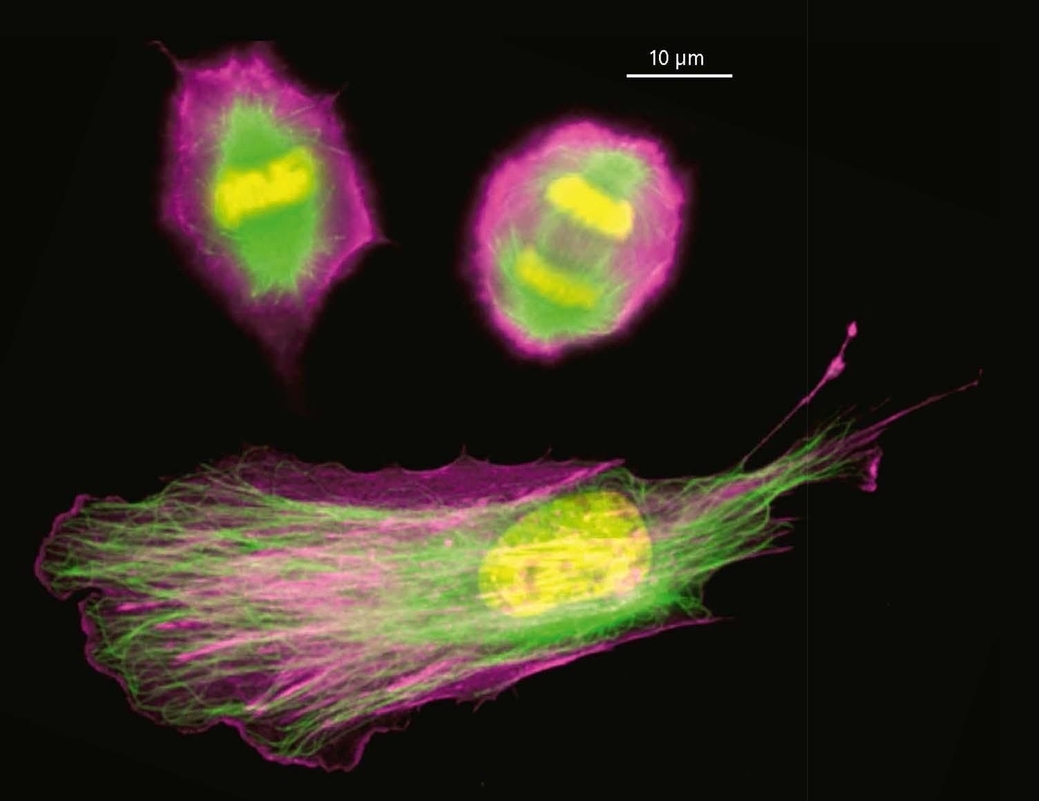 cell shapes